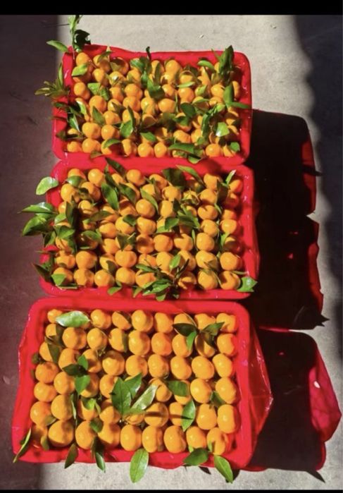 Мандарин новогодный