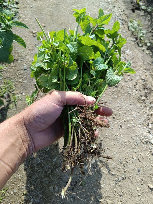 Plante de mentă pentru plantat sau ghivece