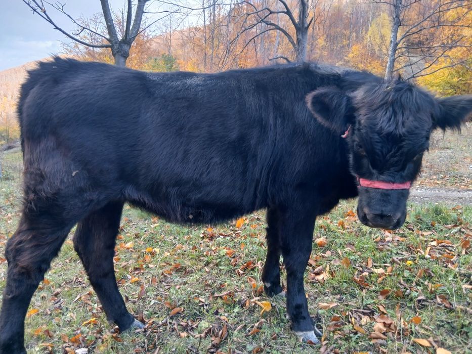 Manzata de vânzare. Mai multe detalii în privat