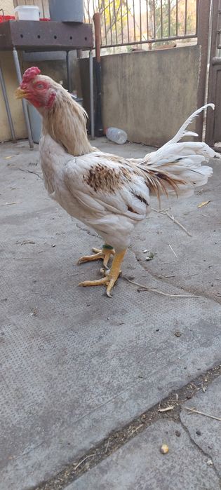 Gaini și cocosi de vânzare