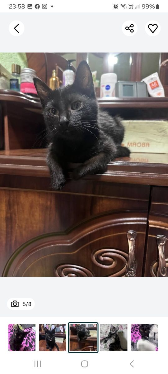 Котята в добрые руки