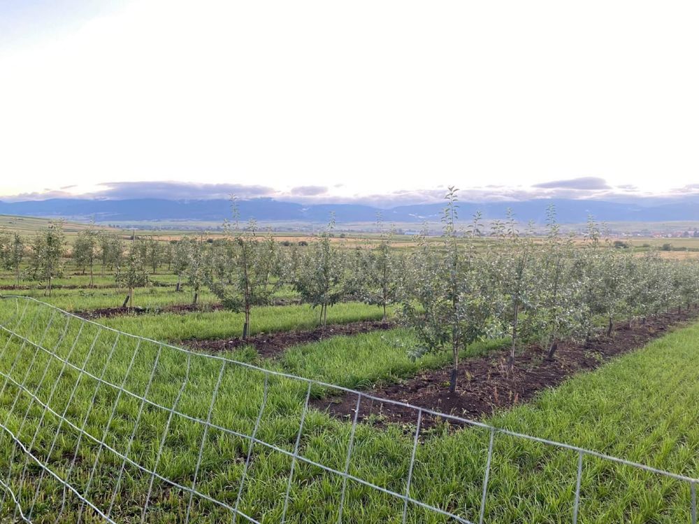 Vând si plantez pomi fructiferi altoiti