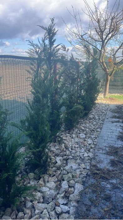 Leylandii gard viu chiparos vesnic verde oriunde in tara