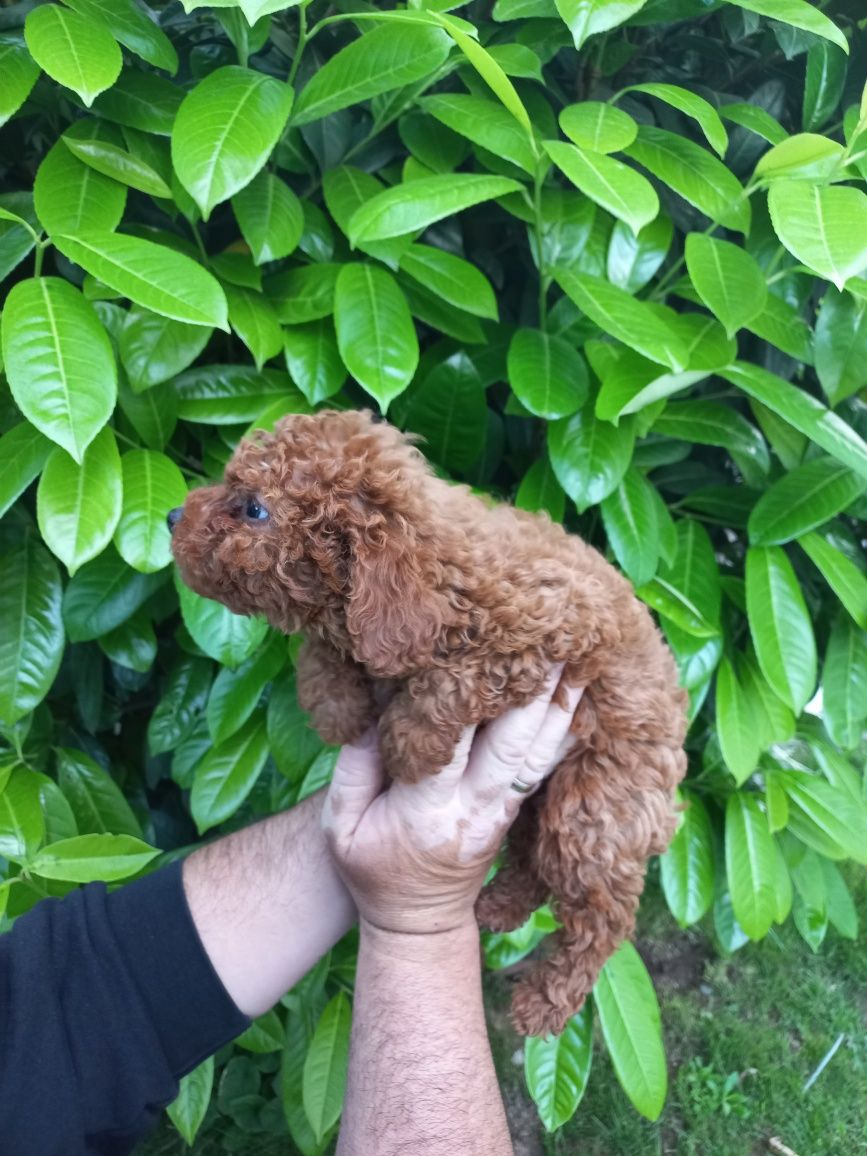 Той Пудел/ Toy poodle