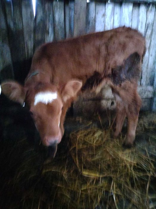 De vînzare doi vitei metis de angus
