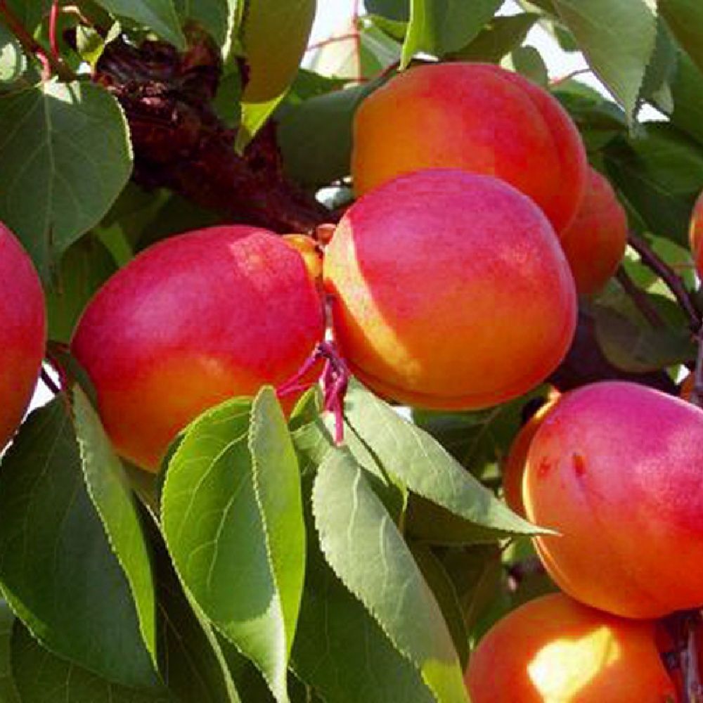 Cais (Soiul Orange Red  )