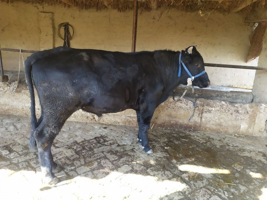 Букала сотилади срочно