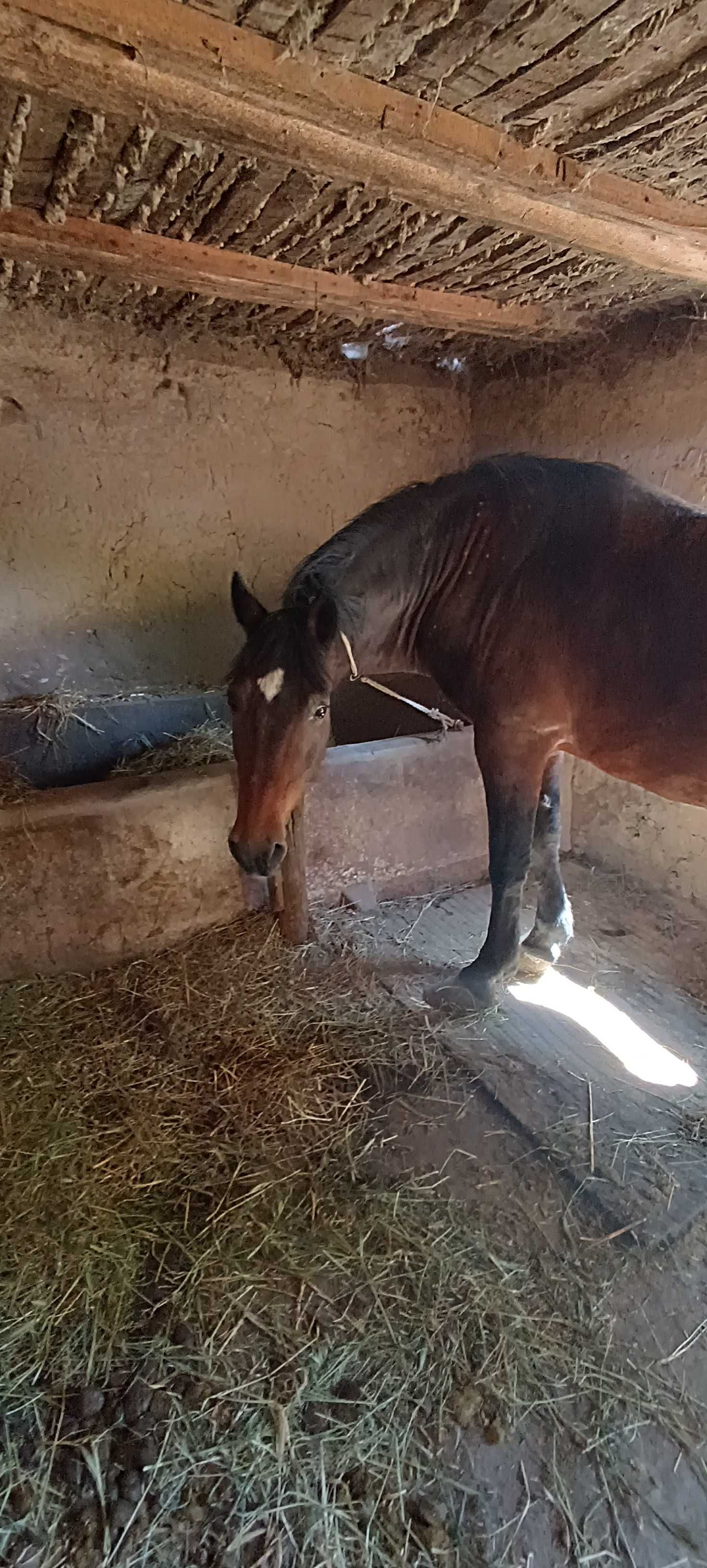 Vând urgent cal mare