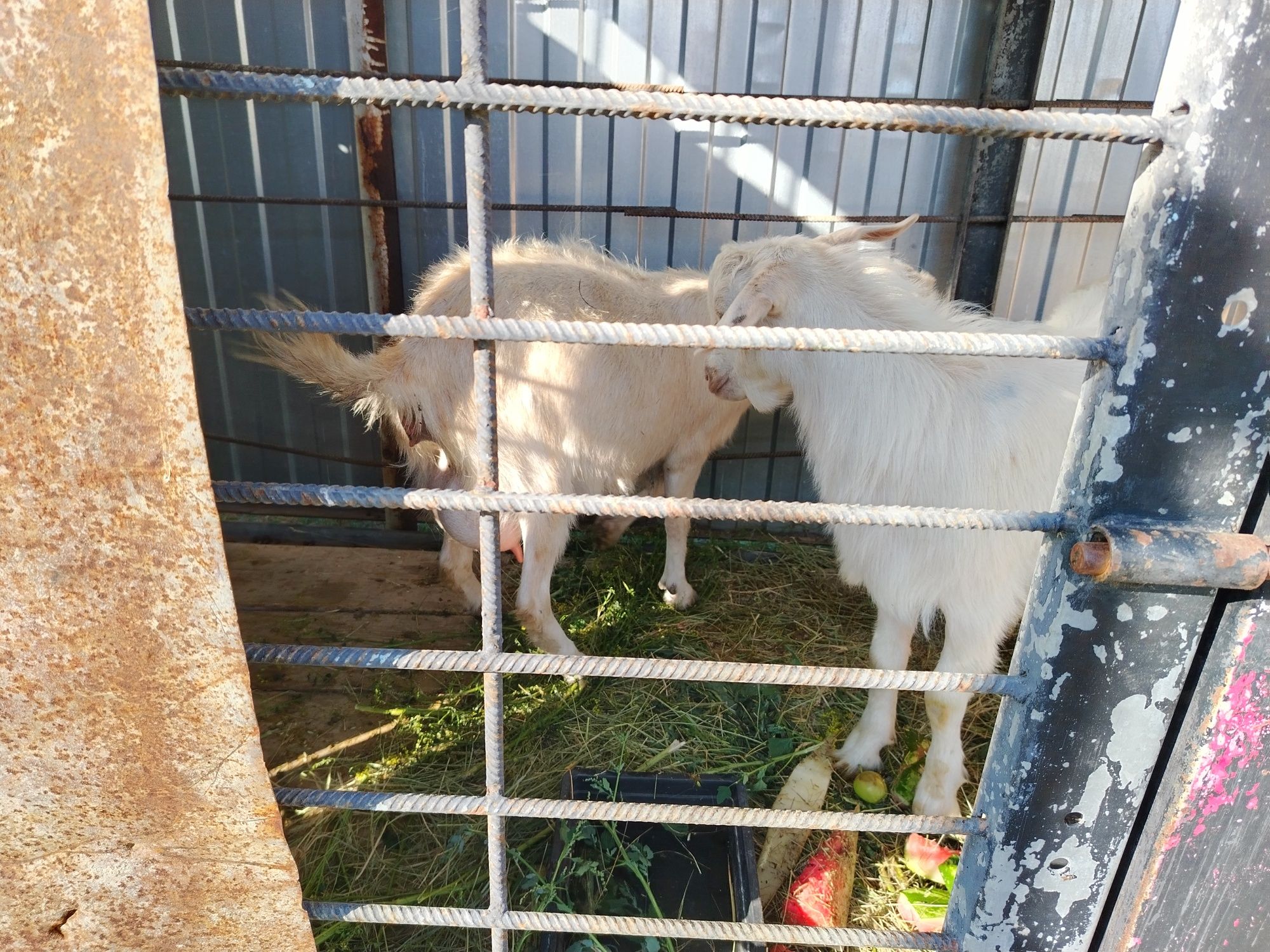 Продам козу самовывозом