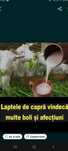 Lapte de capră sănătate curată