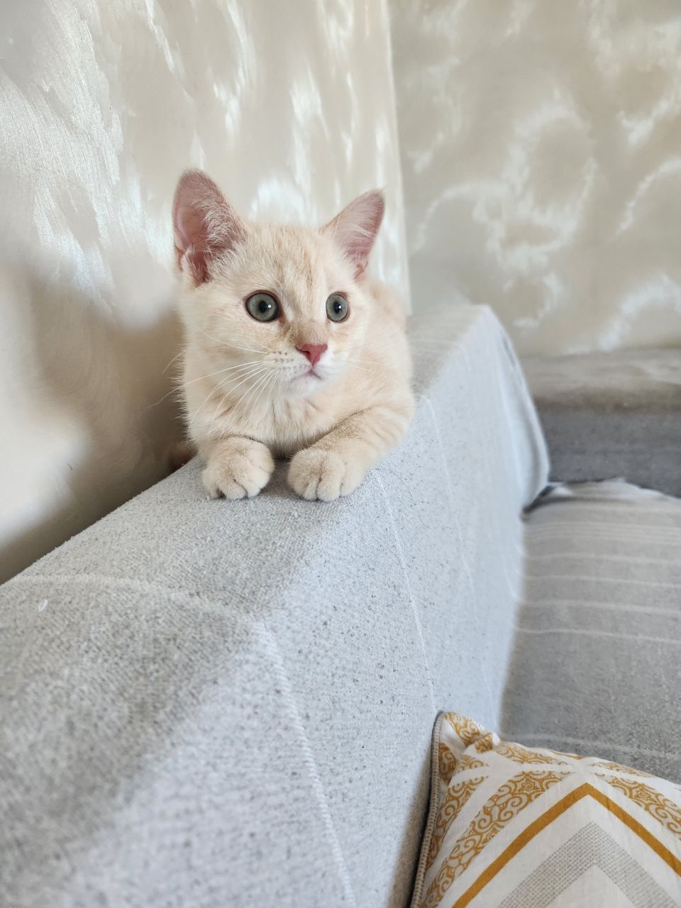 Котёнок продаётся