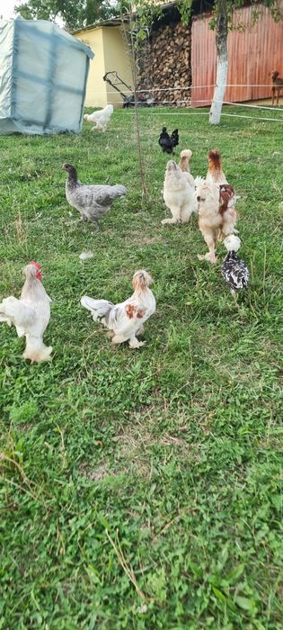 Cocosi de vanzare mii de flori si austrolop