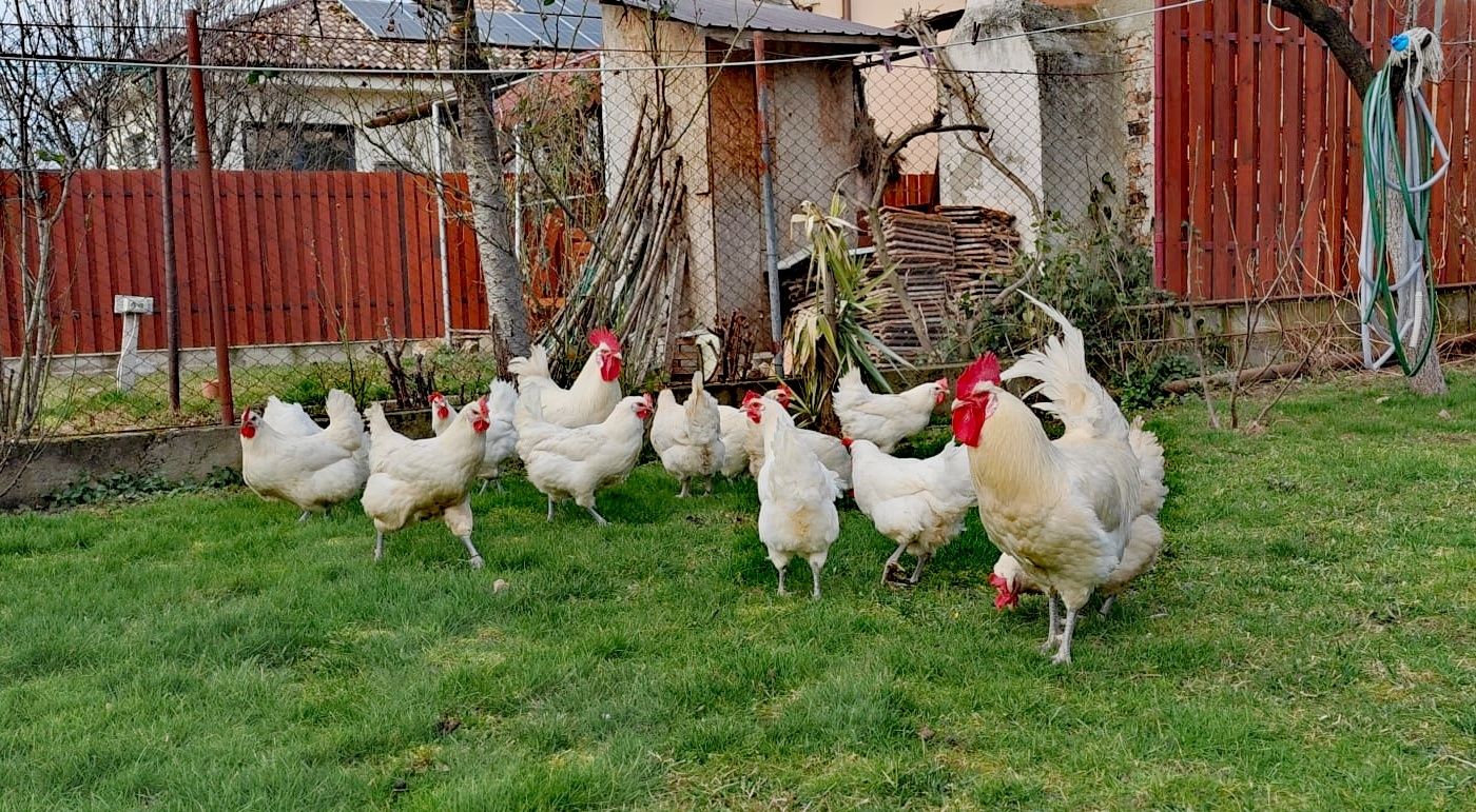 Vând oua gaini la bresse/ La Bresse și pui