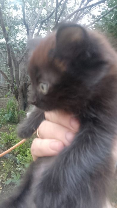 Котики и кошечки
