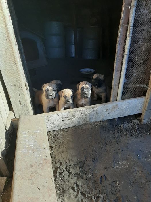 Продавам малки кученца Кане Корсо,бели и жълти.