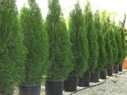 Vand plante ornamentale thuja