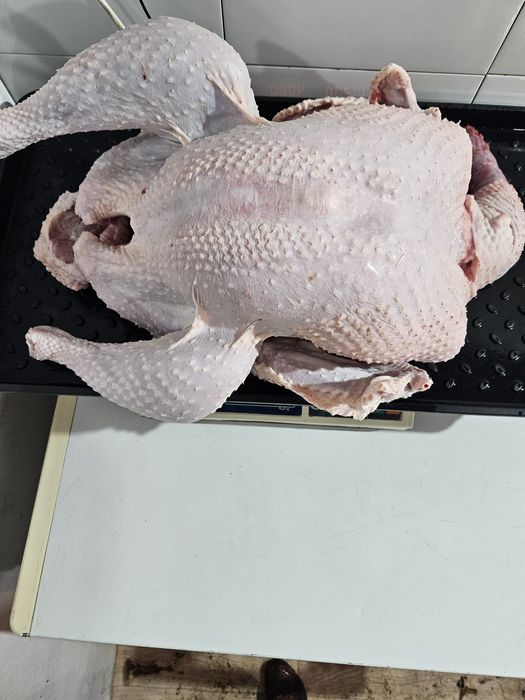 Мясо бройлерного индюка