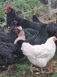 Ouă Găini AustraLorp pentru incubator sau Cloșcă,Rasa nr 1 la ouă