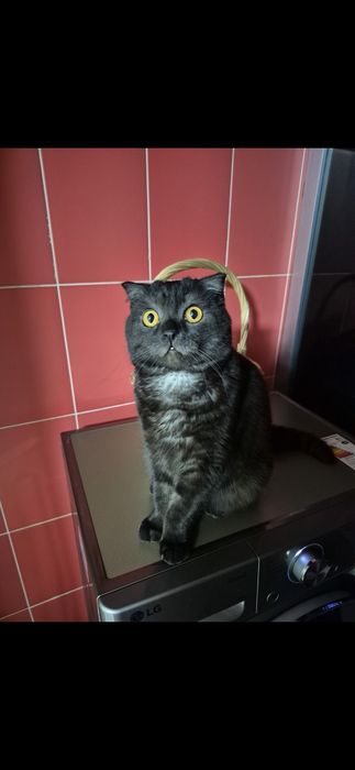 Отдам кота шотландца