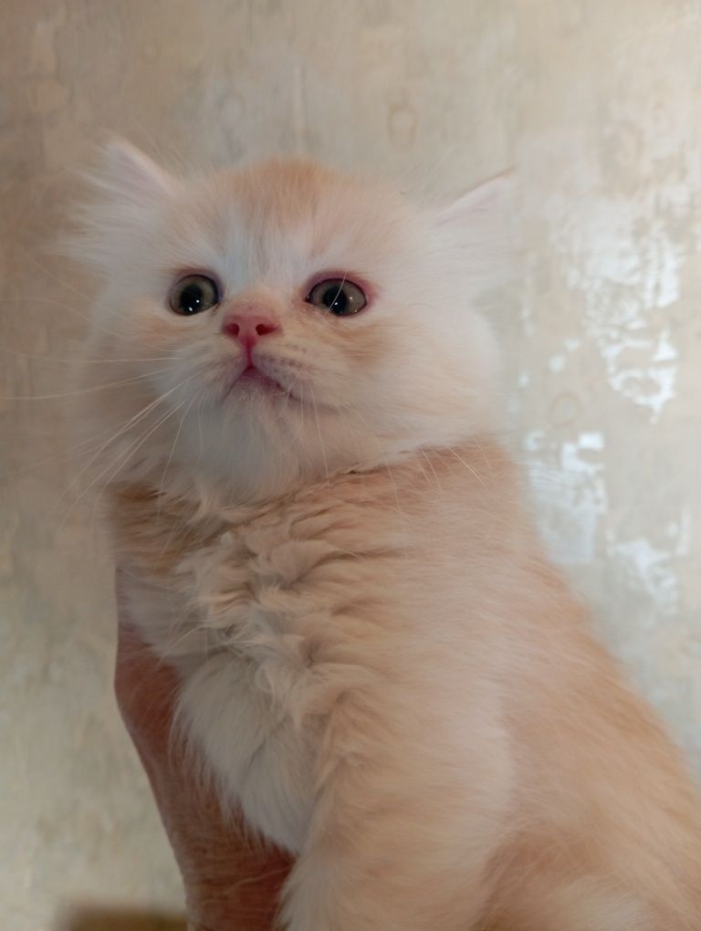 Котята рыжики 2 мес.