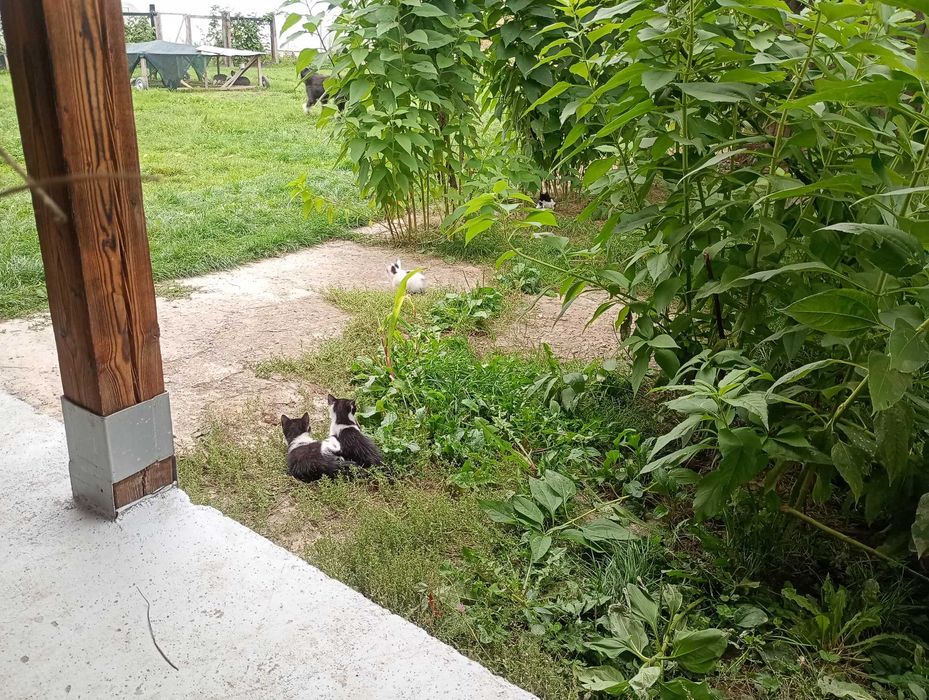 Donez 4 pisoi de 1 luna jumatate