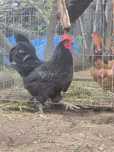 Pui Australorp negru