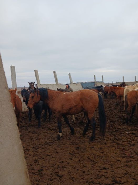 Продам или обменяю лошадь кушумской породы