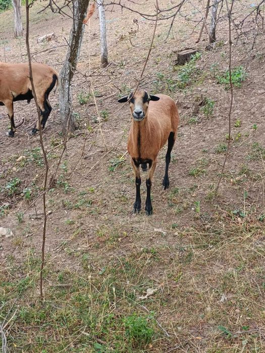 Oaia din Camerun Vânzare