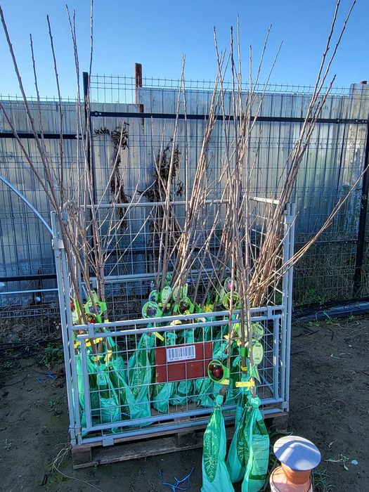 Vand pomi fructiferi altoiti si certificati