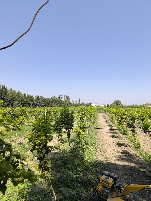 Uzum kochatlari. F1 navli.      Узум кочатлари.