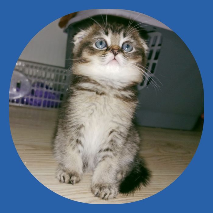 Роскошные котята Скоттиш Фолд