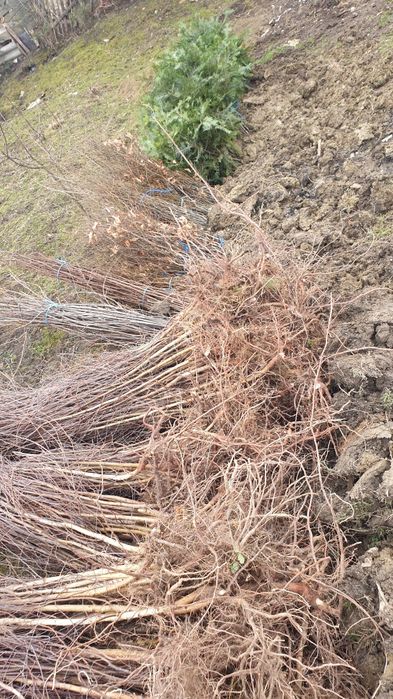 Brad pin Salcam plop mesteacăn pin molid brad salci.