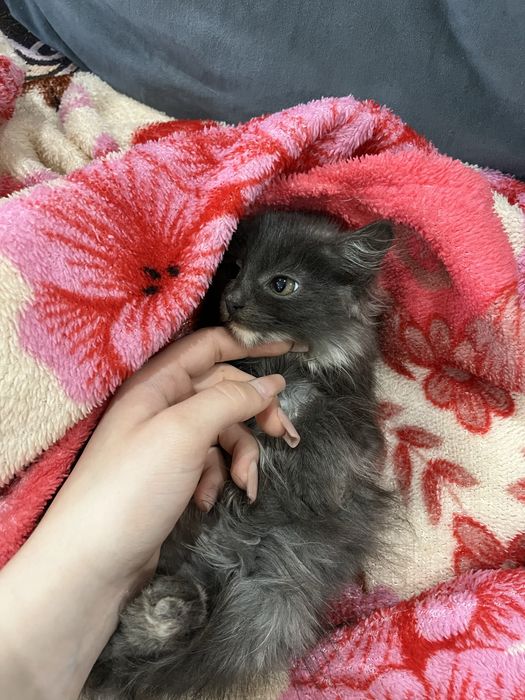 отдам котет в добрые руки !