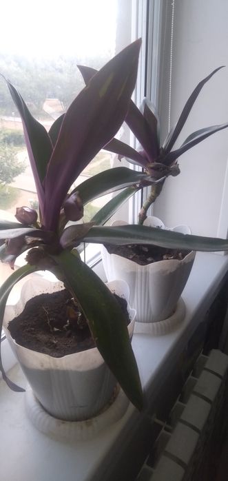 Продам комнатные растения