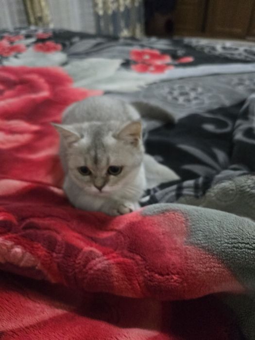 Сиамский котёнок