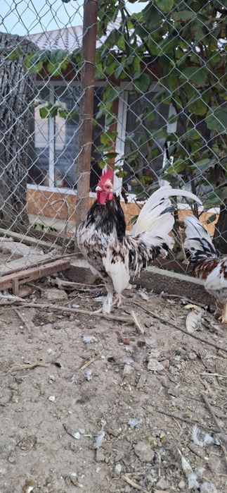 Vând cocoșei de munte.