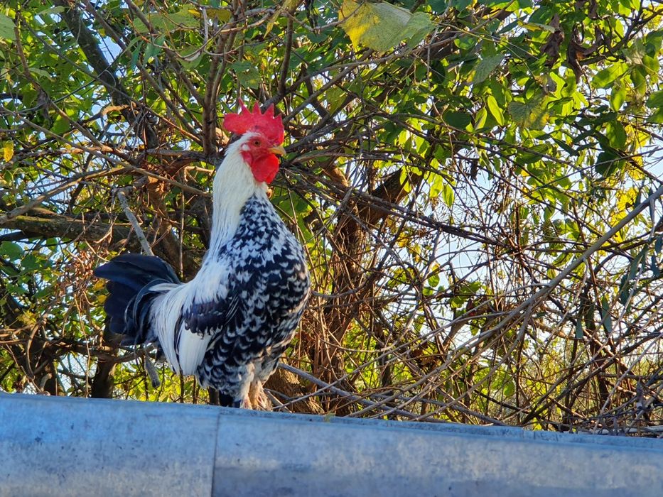 Gaini pitice de casa