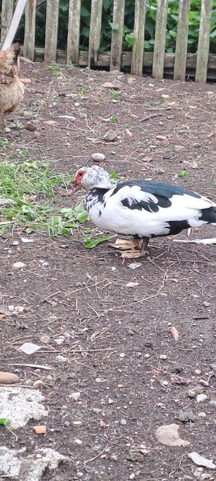 Rațe mute și boboci.