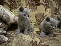 Британ мушуклар СРОЧНО СОТИЛАДИ