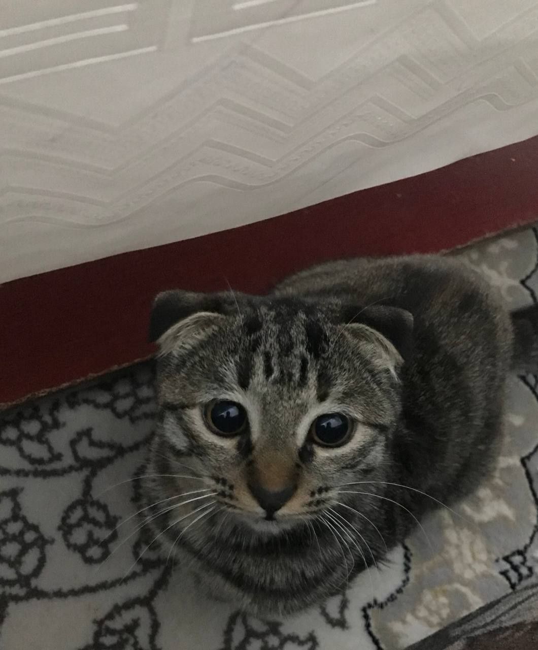 породистые кошки