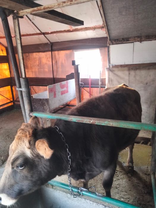 Продам корову