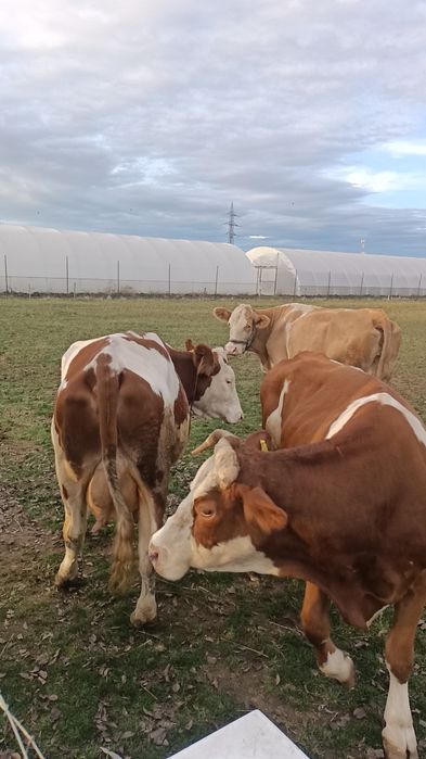 Vindem 3 vaci bălțate