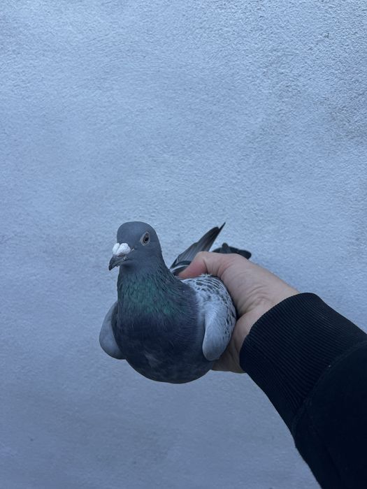 Femelă Matcă 2024 Originalilate Ivan & Bogdan