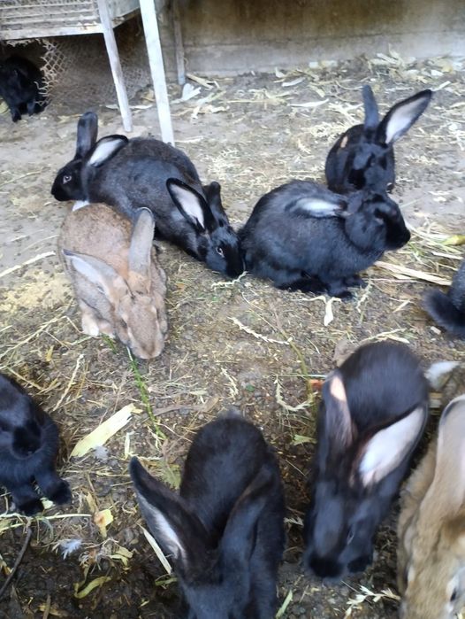 Продаются кролики