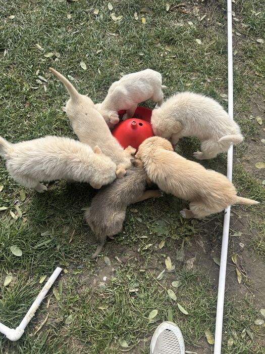 Donez căteluși jucausi si cătelușă