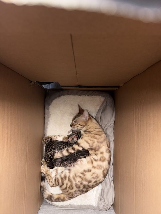 Бенгалский мушукчалар 100% тоза