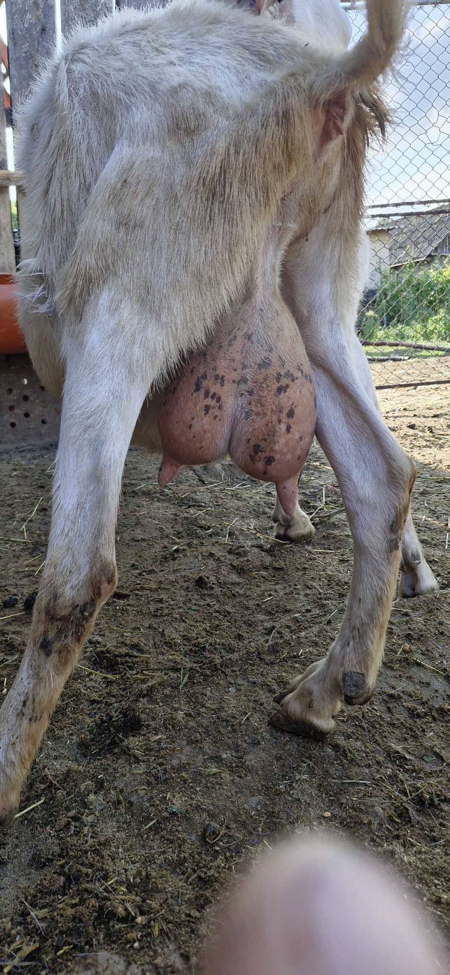 Capra saanen cu lapte