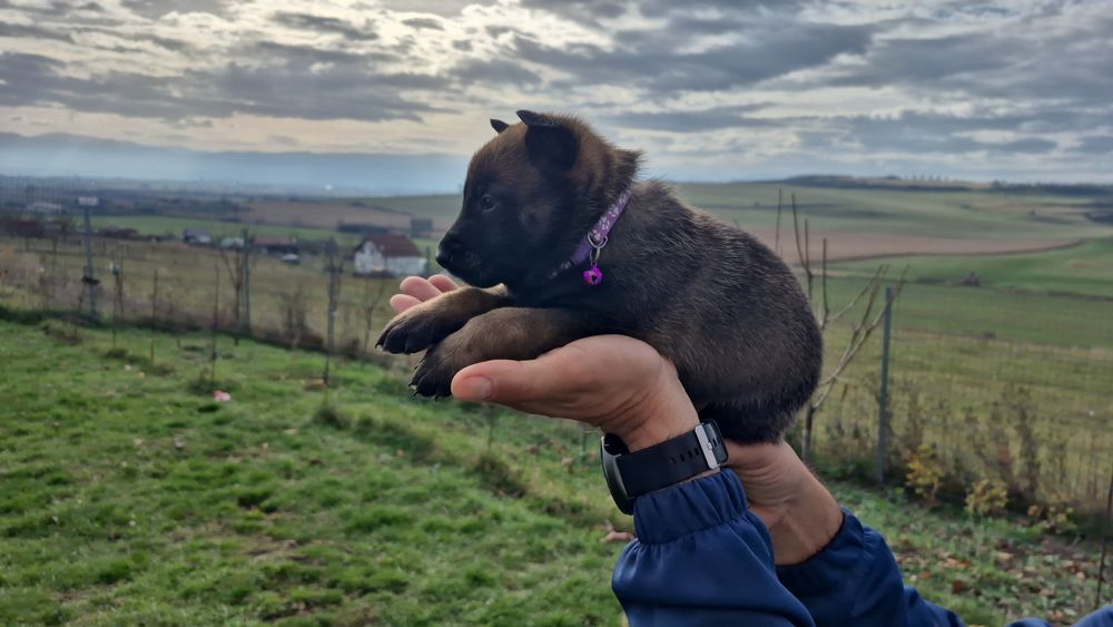 Femela ciobanesc belgian malinois pedigree