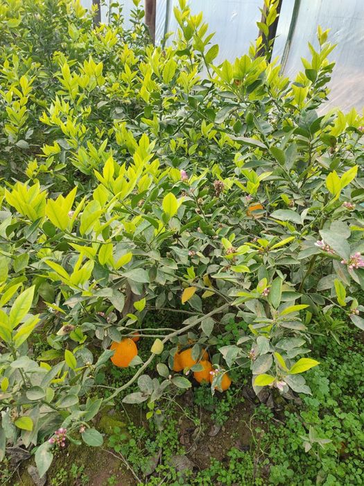 Limon Apilsin Mandarin