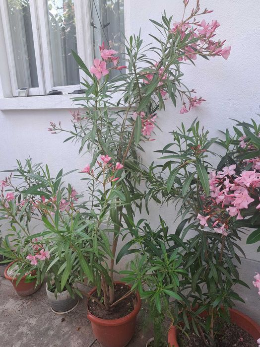 Vand flori Leandrii